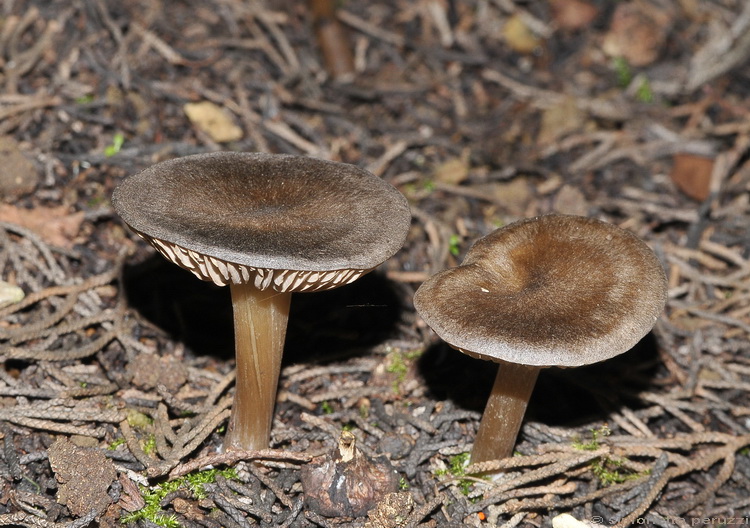 Funghi del freddo (cfr. Entoloma plebejum)